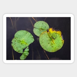 Freckled Water Lillies Photograph Sticker